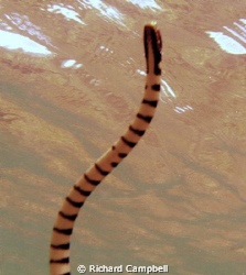 air-time..sealife dc1000..1 of my favorite subjects.. by Richard Campbell 
